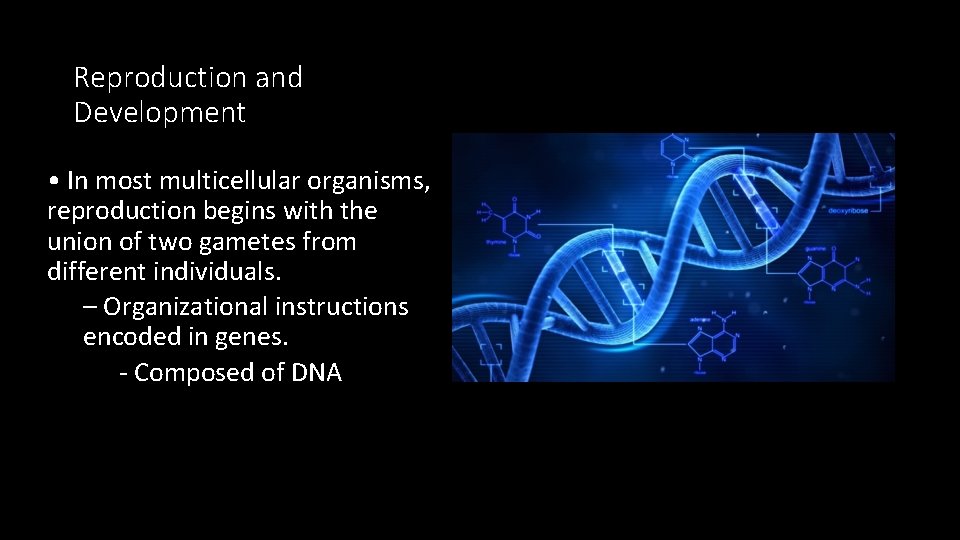 Reproduction and Development • In most multicellular organisms, reproduction begins with the union of