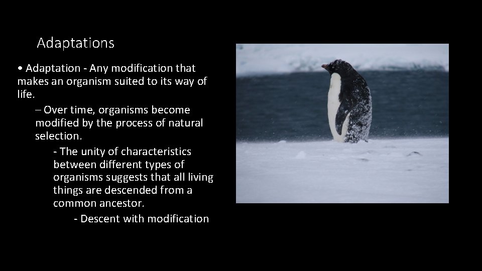Adaptations • Adaptation - Any modification that makes an organism suited to its way