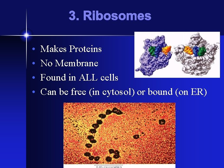 3. Ribosomes • • Makes Proteins No Membrane Found in ALL cells Can be