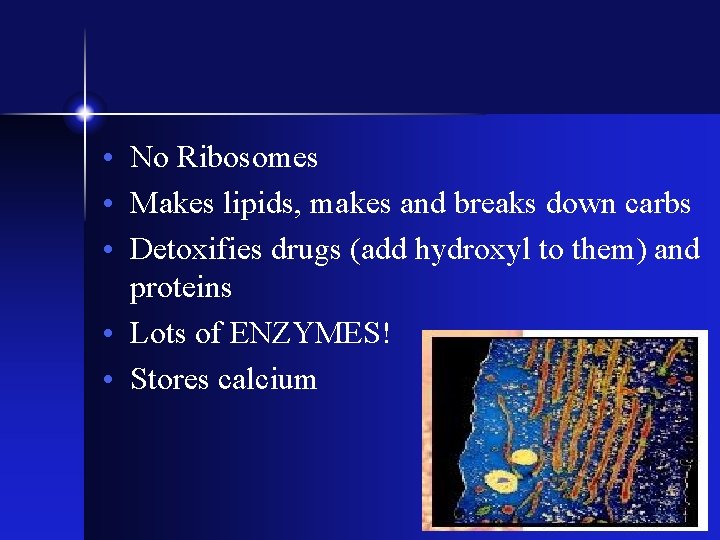  • No Ribosomes • Makes lipids, makes and breaks down carbs • Detoxifies