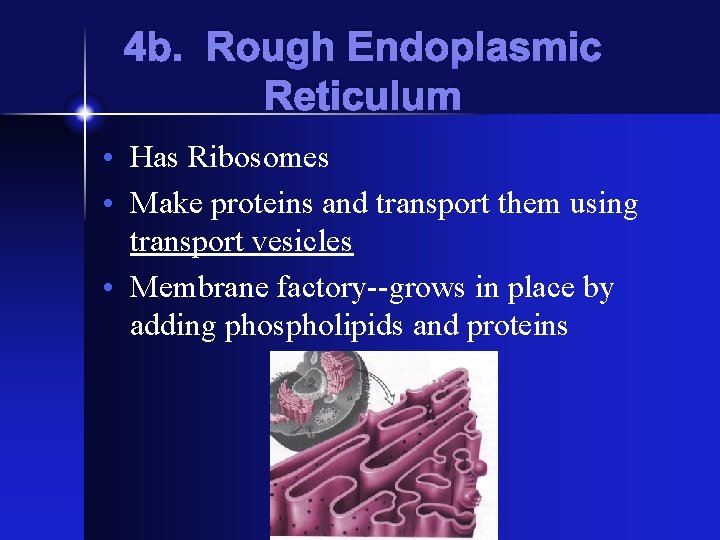 4 b. Rough Endoplasmic Reticulum • Has Ribosomes • Make proteins and transport them