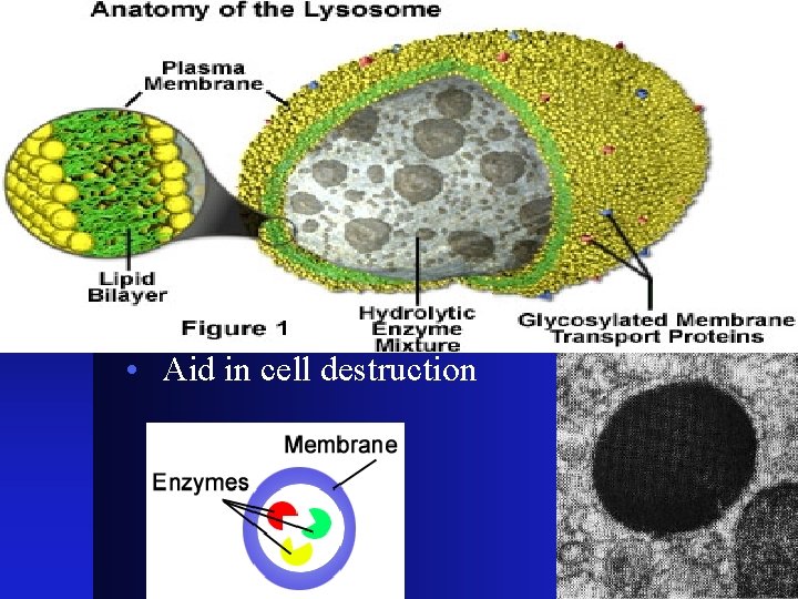 4 d. Lysosomes • MEMBRANE BOUND! • Enzymes for breaking down macromolecules! • Lower