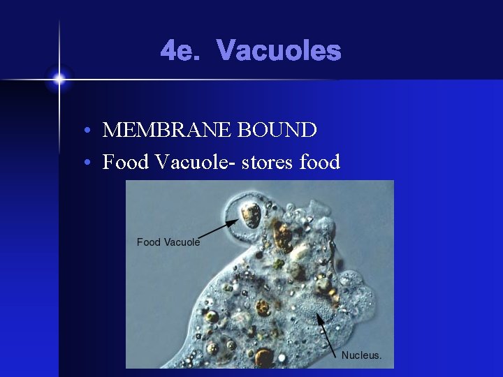 4 e. Vacuoles • MEMBRANE BOUND • Food Vacuole- stores food 