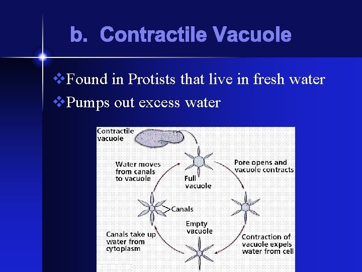 b. Contractile Vacuole v. Found in Protists that live in fresh water v. Pumps