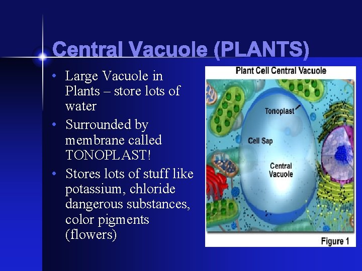 Central Vacuole (PLANTS) • Large Vacuole in Plants – store lots of water •