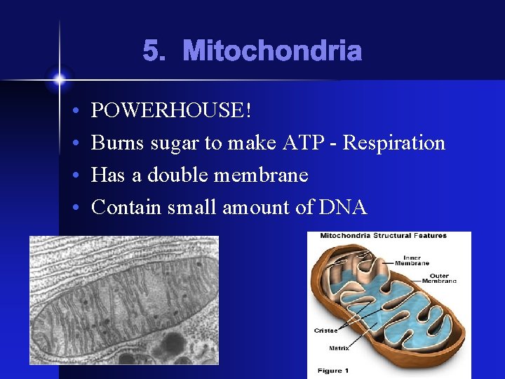 5. Mitochondria • • POWERHOUSE! Burns sugar to make ATP - Respiration Has a