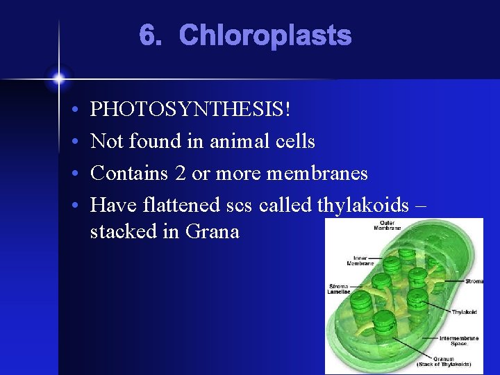 6. Chloroplasts • • PHOTOSYNTHESIS! Not found in animal cells Contains 2 or more