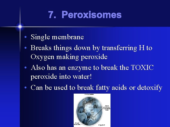 7. Peroxisomes • Single membrane • Breaks things down by transferring H to Oxygen