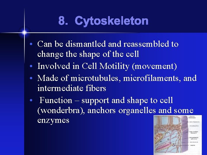 8. Cytoskeleton • Can be dismantled and reassembled to change the shape of the