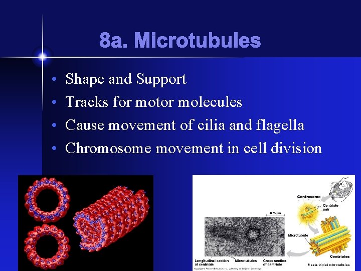 8 a. Microtubules • • Shape and Support Tracks for motor molecules Cause movement