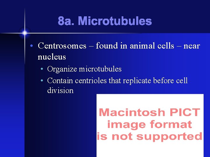 8 a. Microtubules • Centrosomes – found in animal cells – near nucleus •