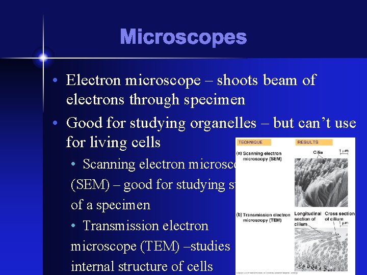 Microscopes • Electron microscope – shoots beam of electrons through specimen • Good for