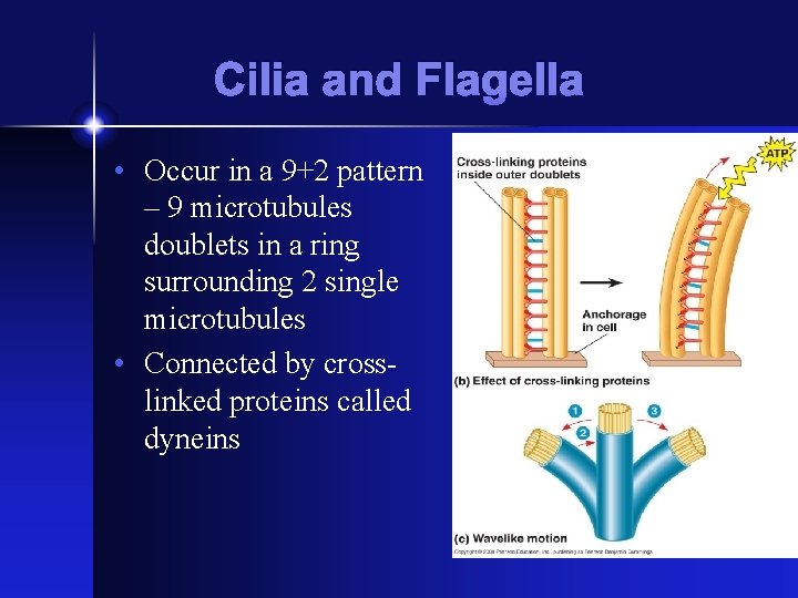 Cilia and Flagella • Occur in a 9+2 pattern – 9 microtubules doublets in