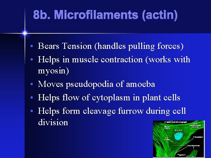 8 b. Microfilaments (actin) • Bears Tension (handles pulling forces) • Helps in muscle