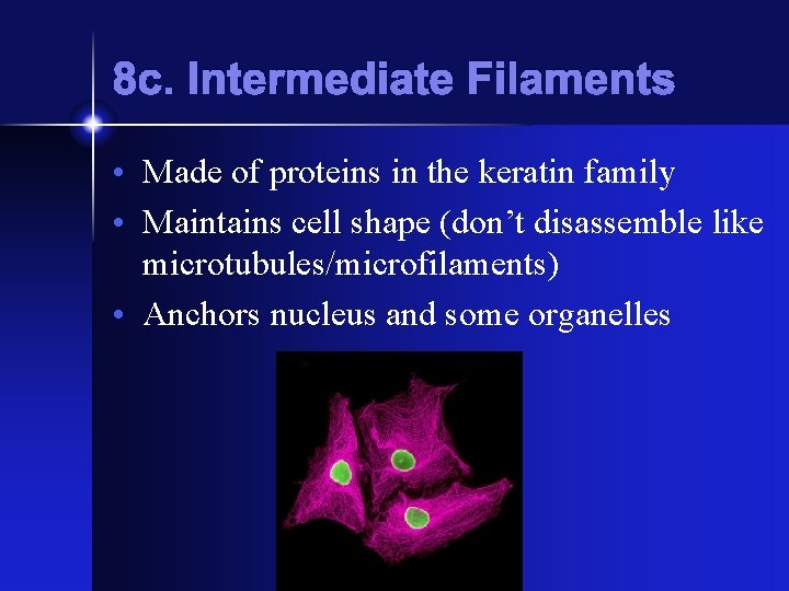 8 c. Intermediate Filaments • Made of proteins in the keratin family • Maintains