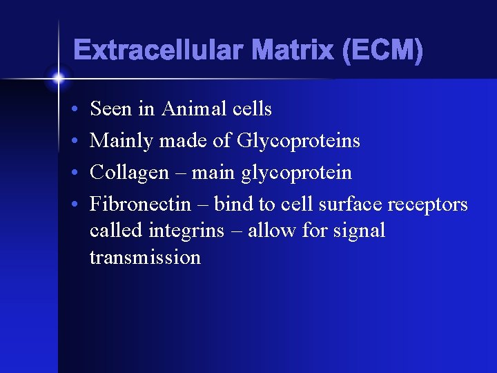 Extracellular Matrix (ECM) • • Seen in Animal cells Mainly made of Glycoproteins Collagen