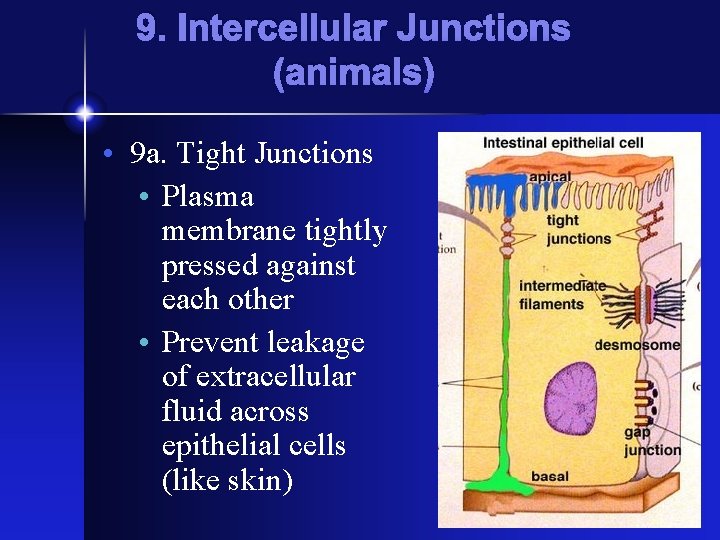 9. Intercellular Junctions (animals) • 9 a. Tight Junctions • Plasma membrane tightly pressed