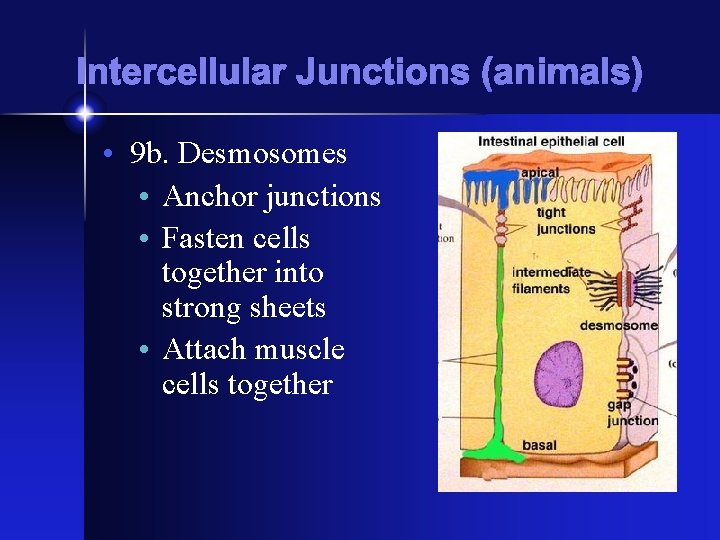 Intercellular Junctions (animals) • 9 b. Desmosomes • Anchor junctions • Fasten cells together