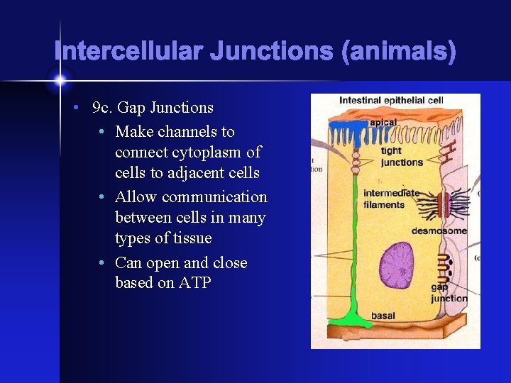 Intercellular Junctions (animals) • 9 c. Gap Junctions • Make channels to connect cytoplasm