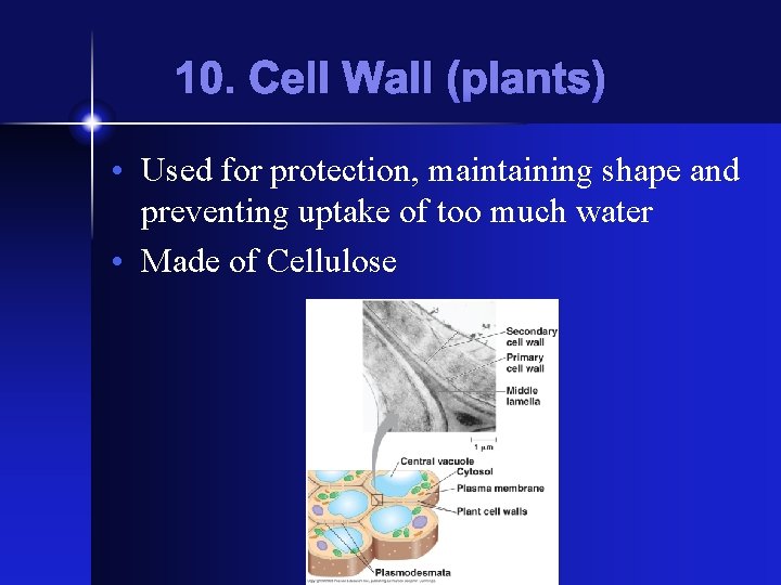 10. Cell Wall (plants) • Used for protection, maintaining shape and preventing uptake of