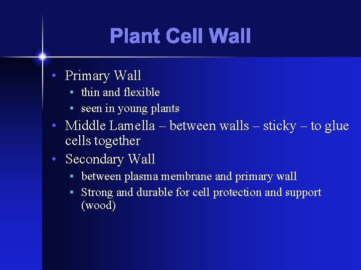 Plant Cell Wall • Primary Wall • thin and flexible • seen in young