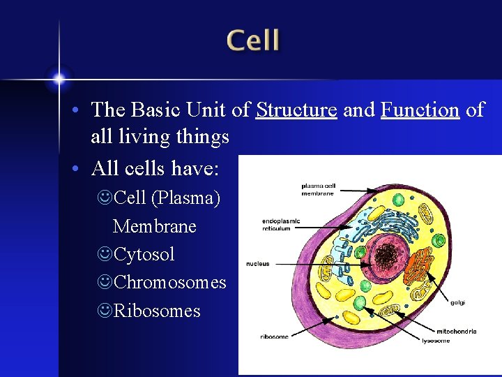  • The Basic Unit of Structure and Function of all living things •