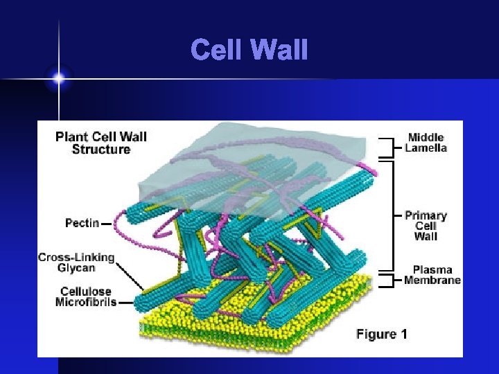 Cell Wall 