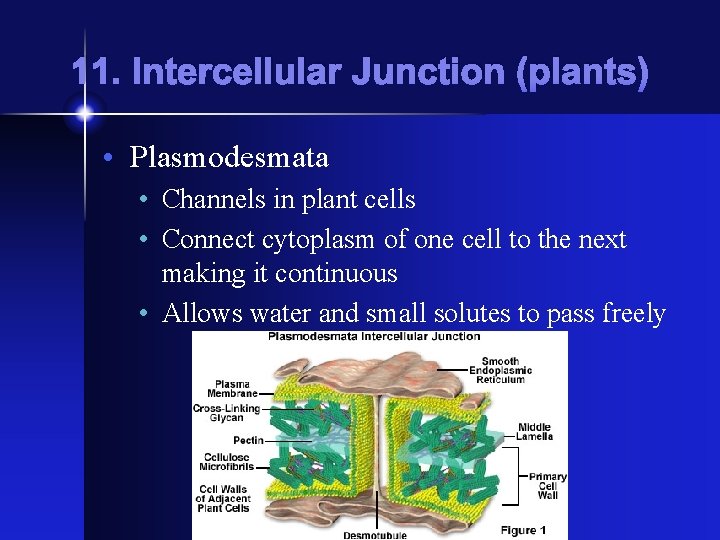 11. Intercellular Junction (plants) • Plasmodesmata • Channels in plant cells • Connect cytoplasm