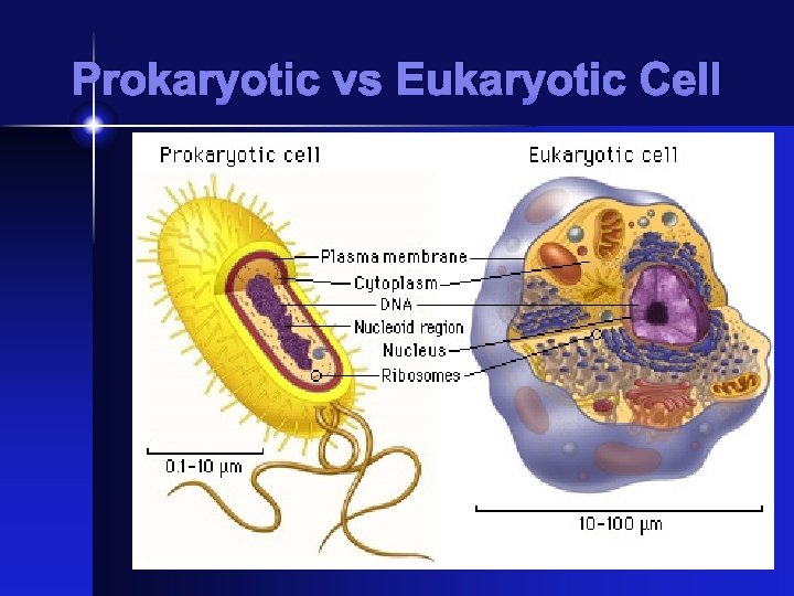 Prokaryotic vs Eukaryotic Cell 