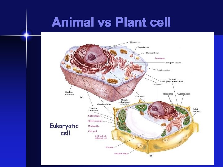 Animal vs Plant cell 