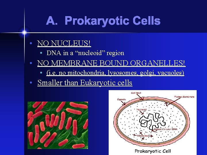 A. Prokaryotic Cells • NO NUCLEUS! • DNA in a “nucleoid” region • NO