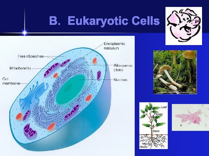 B. Eukaryotic Cells 