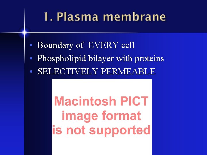  • Boundary of EVERY cell • Phospholipid bilayer with proteins • SELECTIVELY PERMEABLE
