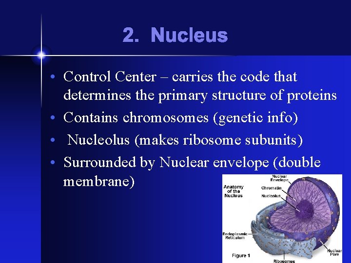 2. Nucleus • Control Center – carries the code that determines the primary structure