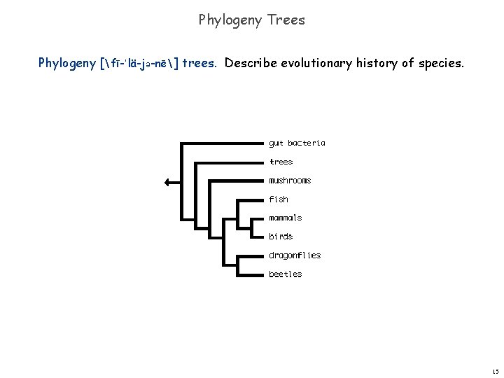 Phylogeny Trees Phylogeny [fī-ˈlä-jə-nē] trees. Describe evolutionary history of species. 15 