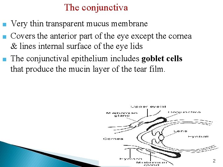 The conjunctiva ■ Very thin transparent mucus membrane ■ Covers the anterior part of