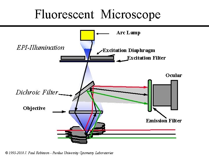 Fluorescent Microscope Arc Lamp EPI-Illumination Excitation Diaphragm Excitation Filter Ocular Dichroic Filter Objective Emission