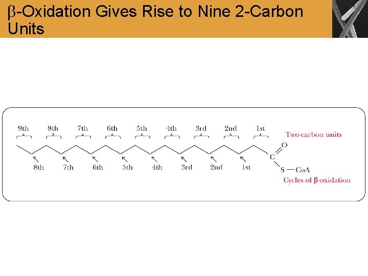  -Oxidation Gives Rise to Nine 2 -Carbon Units 