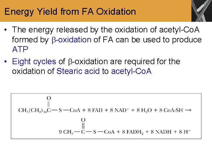 Energy Yield from FA Oxidation • The energy released by the oxidation of acetyl-Co.