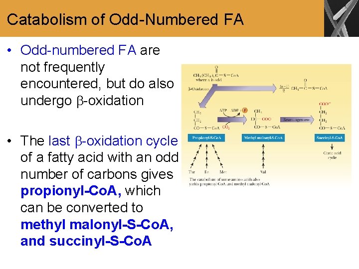 Catabolism of Odd-Numbered FA • Odd-numbered FA are not frequently encountered, but do also