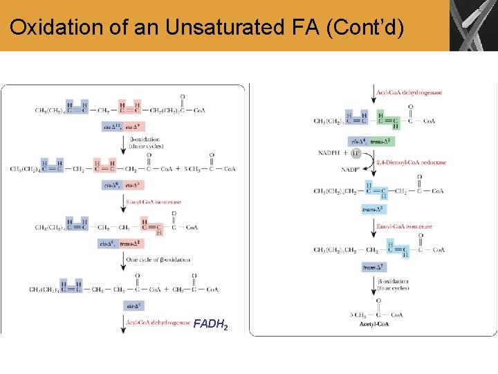 Oxidation of an Unsaturated FA (Cont’d) FADH 2 