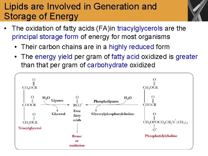 Lipids are Involved in Generation and Storage of Energy • The oxidation of fatty
