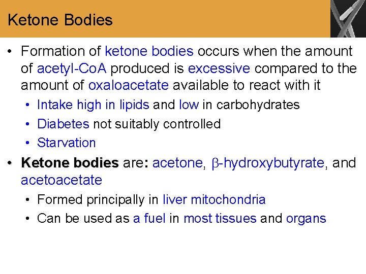 Ketone Bodies • Formation of ketone bodies occurs when the amount of acetyl-Co. A