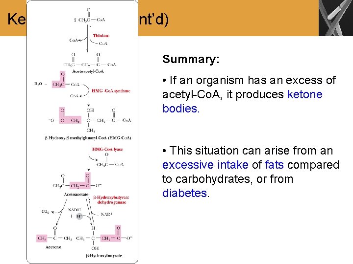 Ketone Bodies (Cont’d) Summary: • If an organism has an excess of acetyl-Co. A,