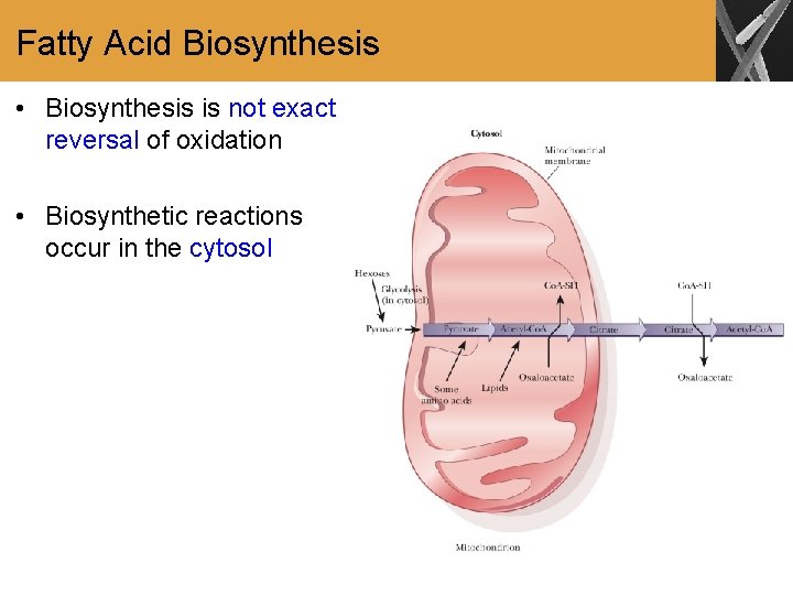 Fatty Acid Biosynthesis • Biosynthesis is not exact reversal of oxidation • Biosynthetic reactions