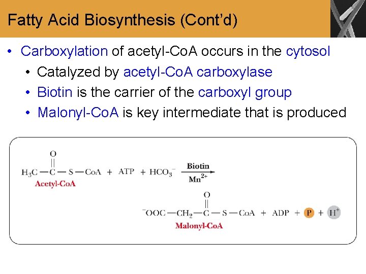 Fatty Acid Biosynthesis (Cont’d) • Carboxylation of acetyl-Co. A occurs in the cytosol •