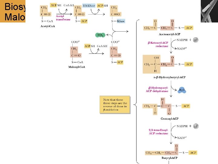 Biosynthesis of Palmitate from Acetyl- and Malonyl-Co. A 
