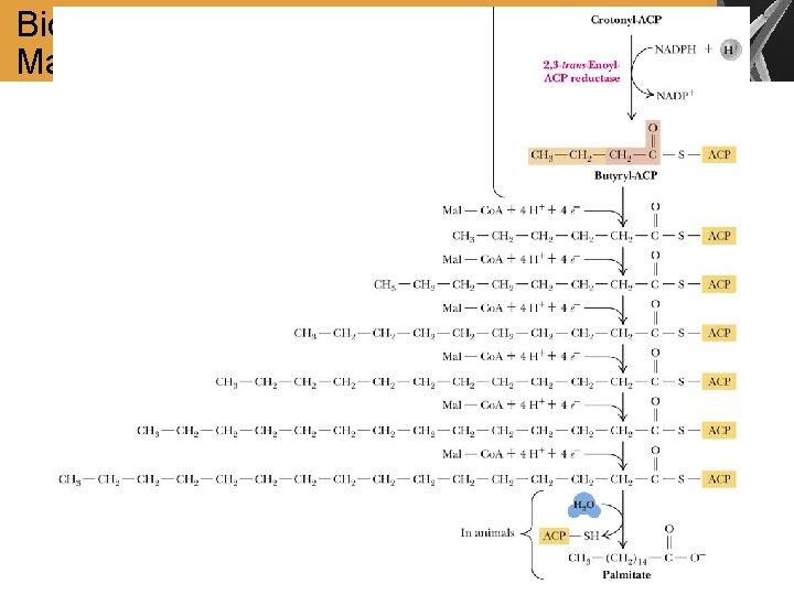 Biosynthesis of Palmitate from Acetyl- and Malonyl-Co. A 