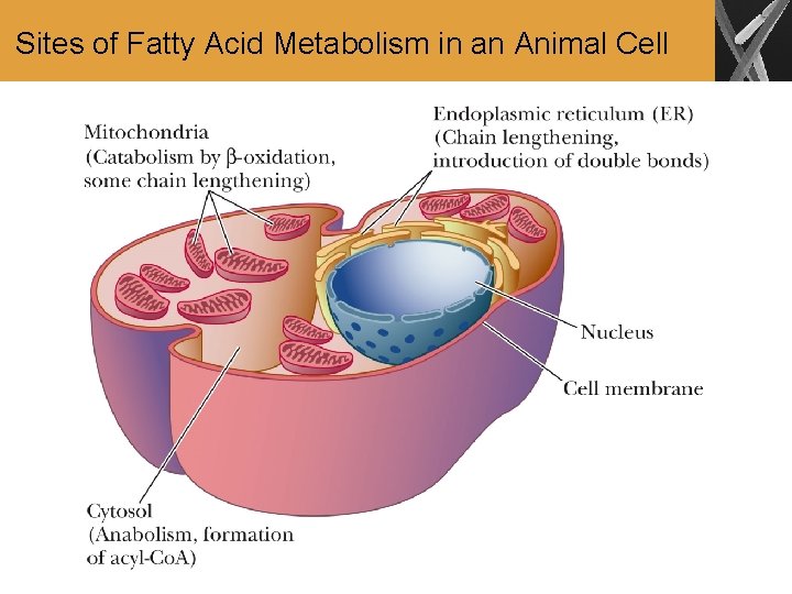 Sites of Fatty Acid Metabolism in an Animal Cell 