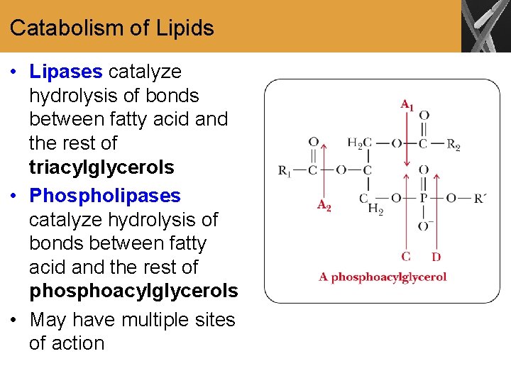 Catabolism of Lipids • Lipases catalyze hydrolysis of bonds between fatty acid and the